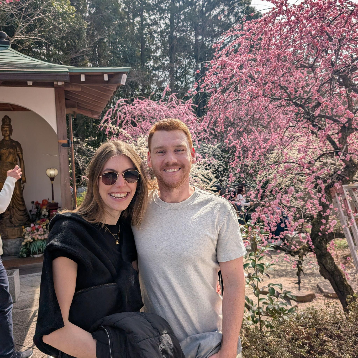 cherry blossoms in Kyoto
