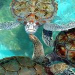 Tortugranja (Turtle Farm)