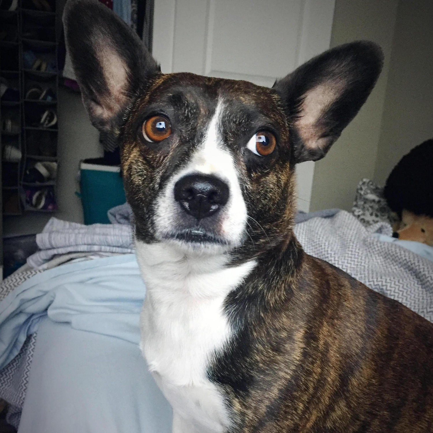 Year 6: Roxy is our Dog of Honor. Corissa spotted the little nugget during the free pet adoption day and knew we were leaving with her. Mostly she likes to sleep and be near us :)