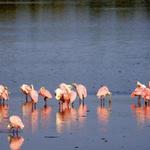J.N. "Ding" Darling National Wildlife Refuge