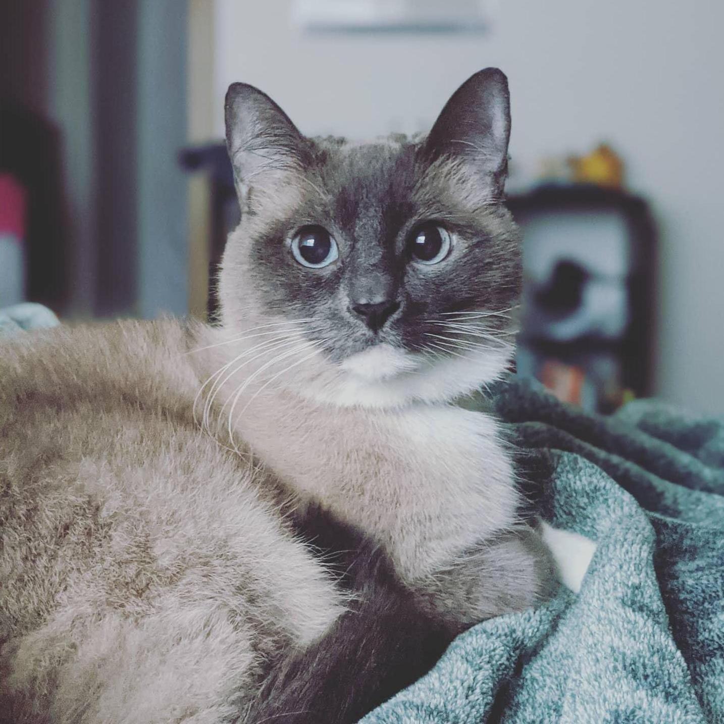 This is our wonderful feline companion, Cloud. She found her forever with us 5 years ago when we moved to Vancouver.