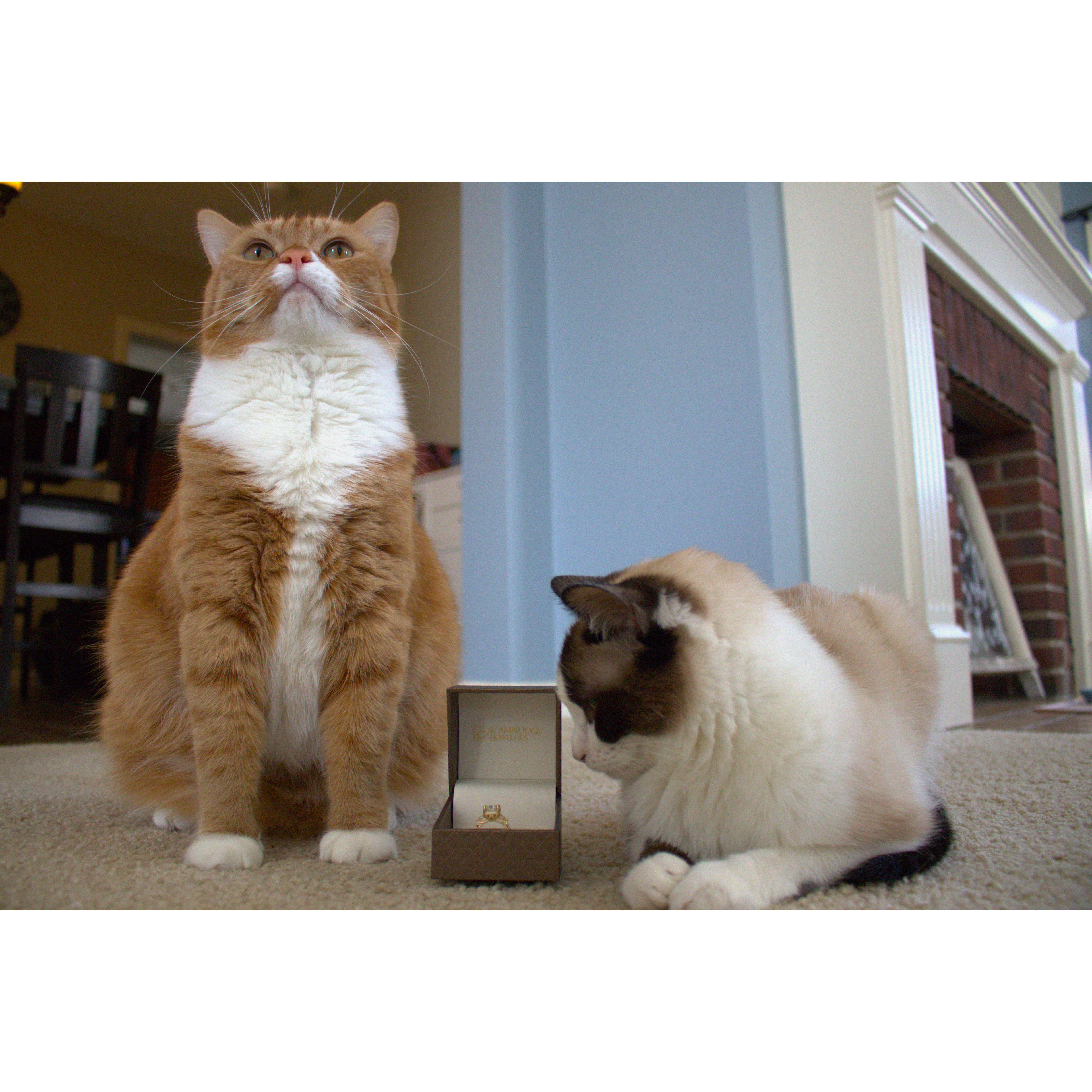 Chester and Cleo say "it's purrfect!"