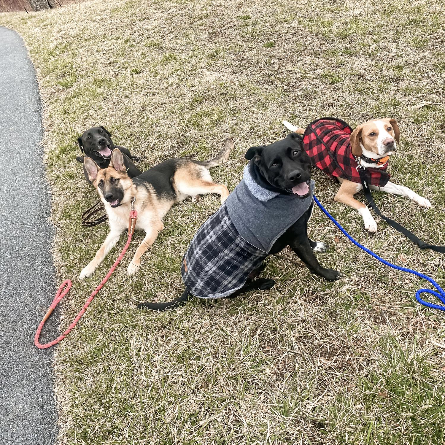 Took all of our fur babies on a trip to the mountains!