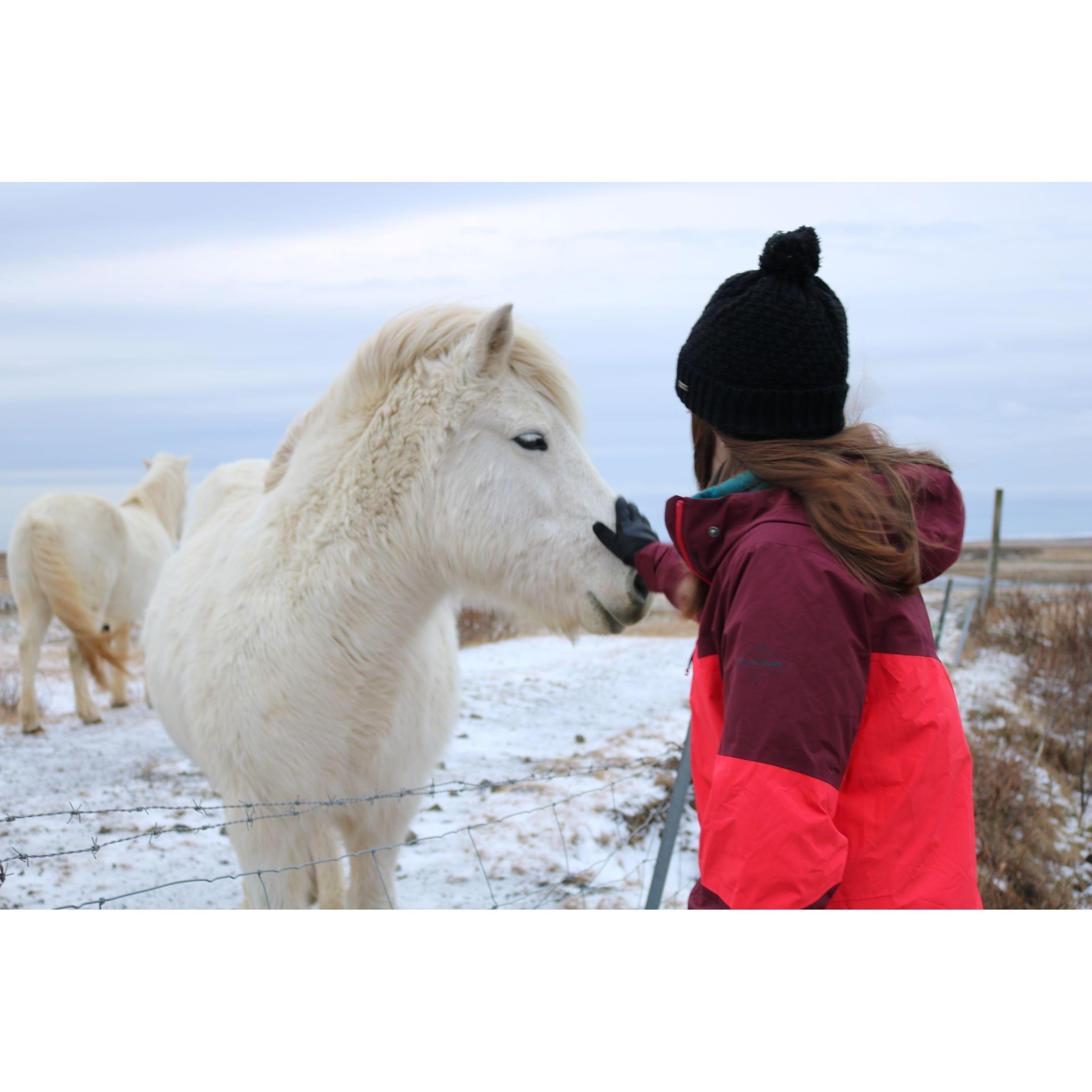 Icelandic Horses, Hagavatn, Iceland. December 2018. We took this trip with Rebecca's sister, Jen.