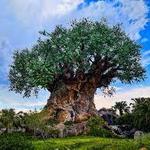 Animal Kingdom