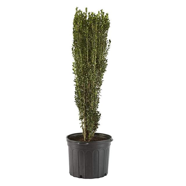Shrub Sky Pencil Holly 2.5 Qt, Green Foliage