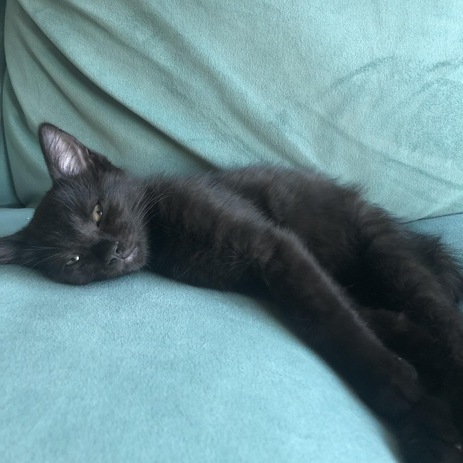 Ugo's name derived from "Hugo Boss" but we quickly changed it once we learned more about the history behind his particular designs. We love Ugo and have had him even before his eyes were open as a baby.
July 2019