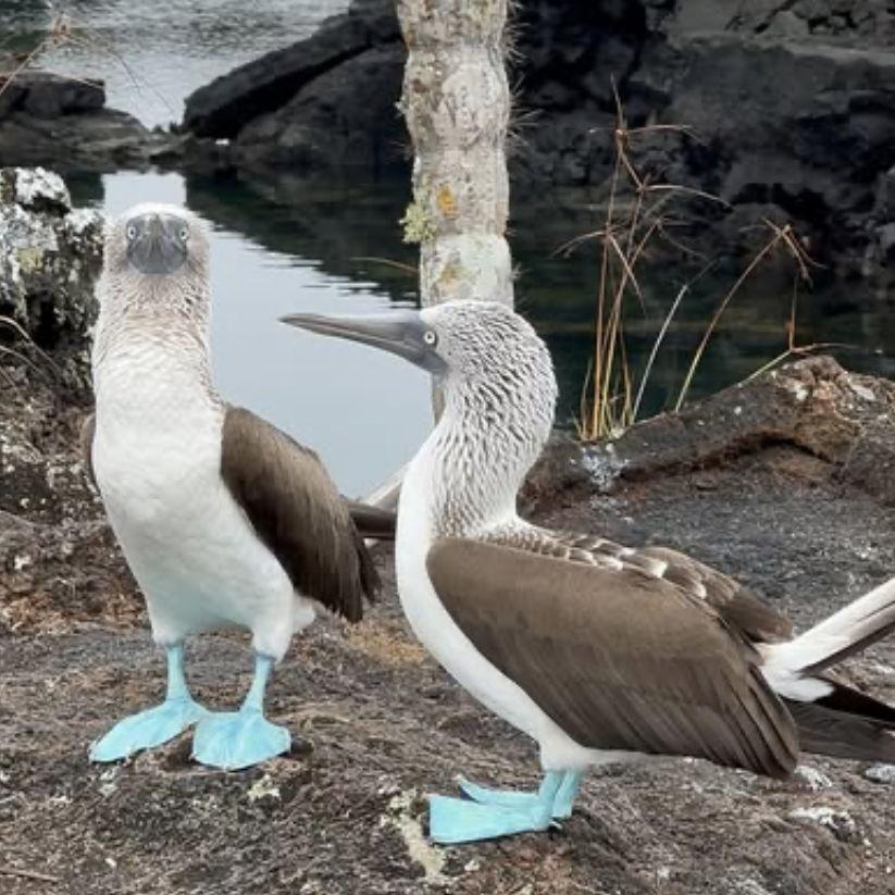 The Galapagos Islands: Blue-footed boobies