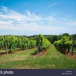 Stonington Vineyards Inc