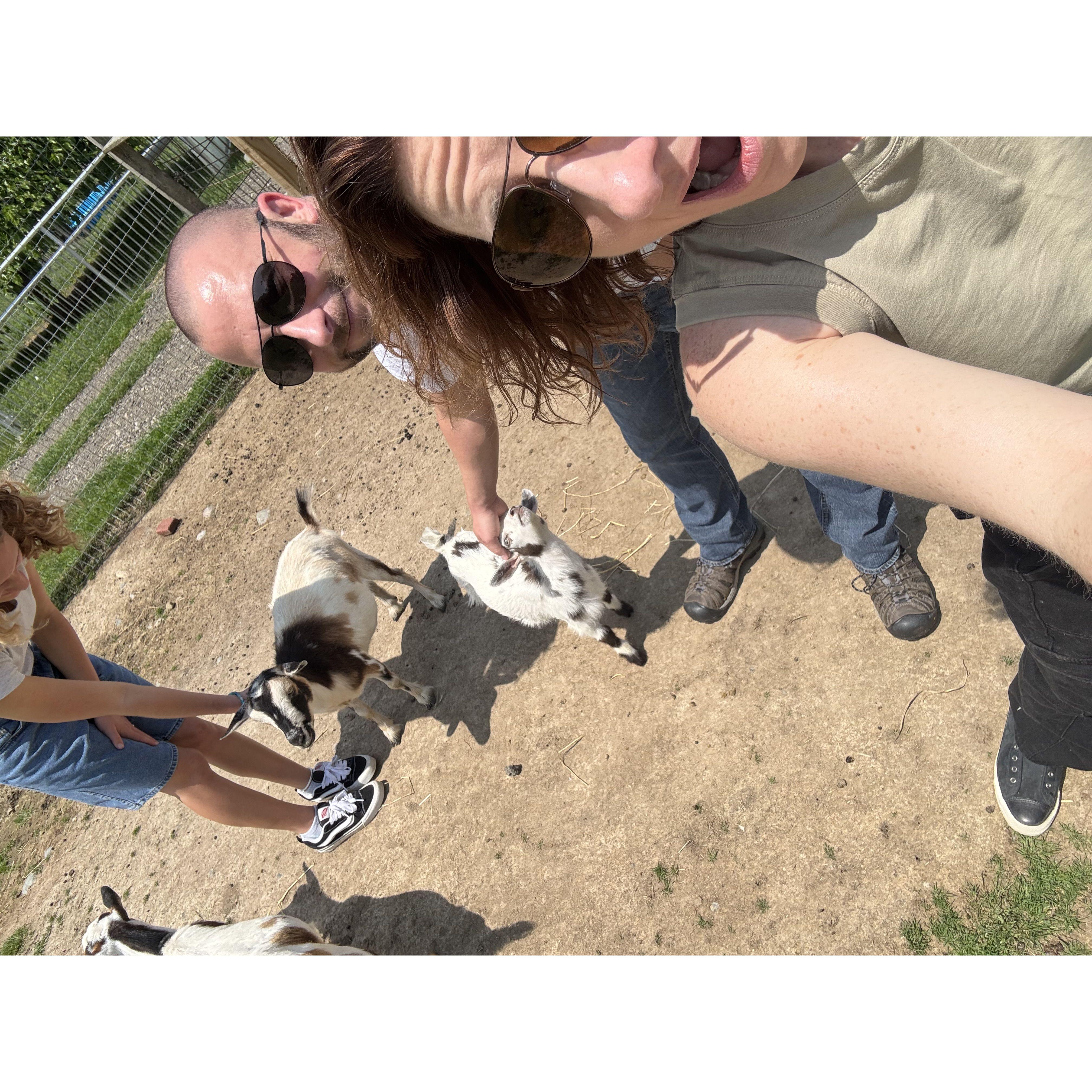 Petting baby Goats. June 2025.