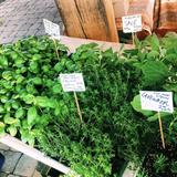 Blacksburg Farmers Market & Market Square Park