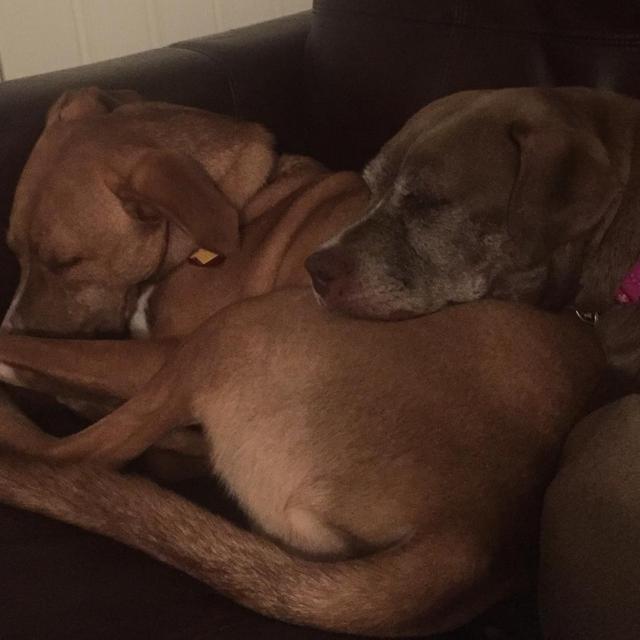 Dog Sitting During Honeymoon