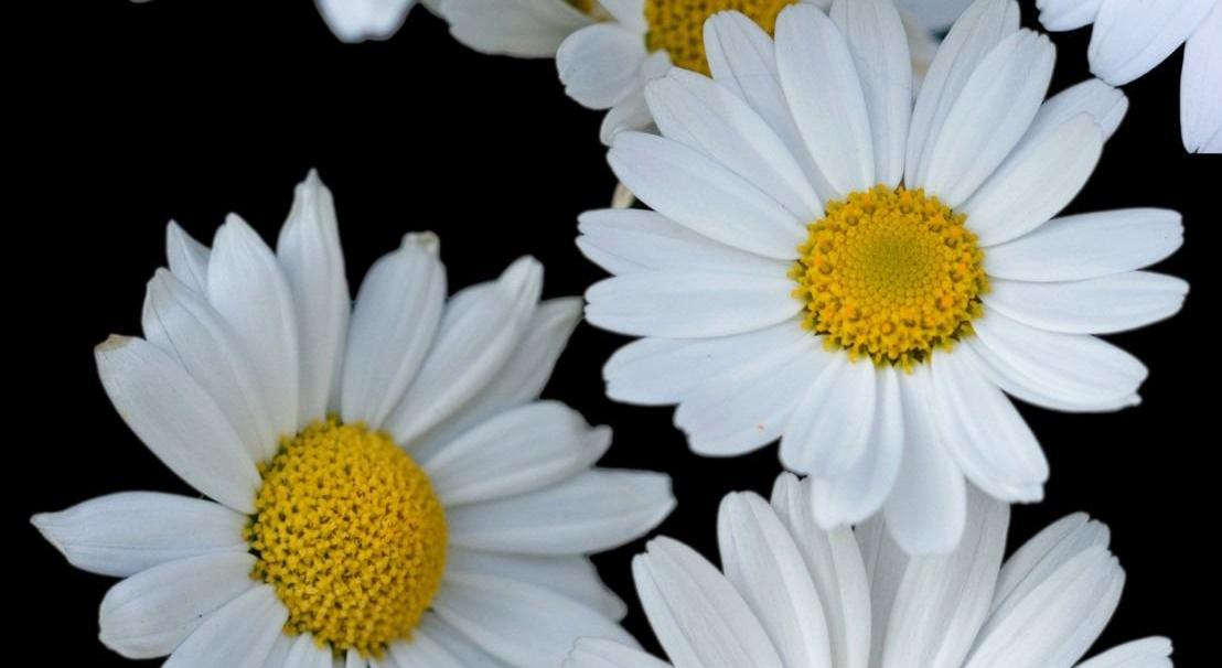 Footer image