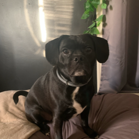 Our pets are a huge part of our lives! This is our furbaby River.