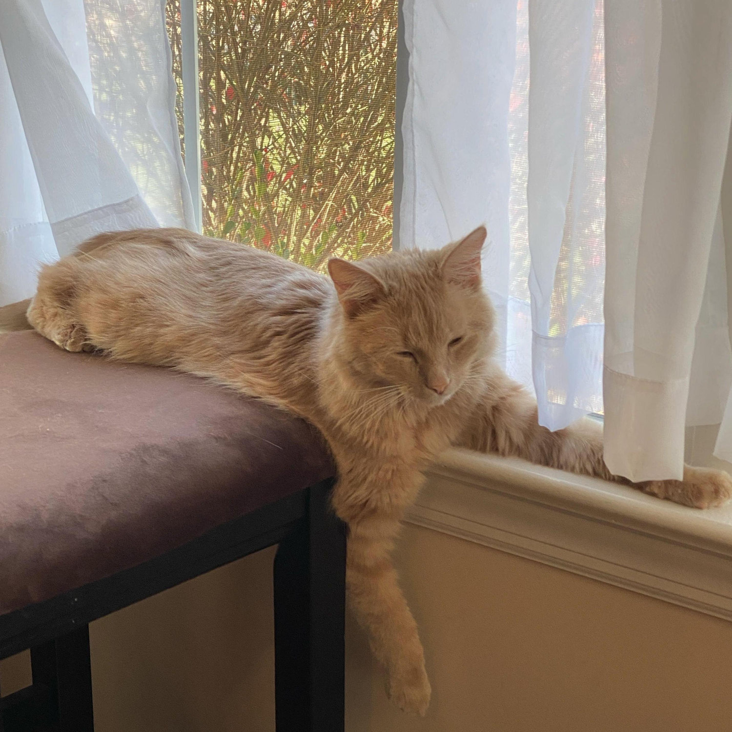 We found our 2nd cat Mickey while on a walk at Notre Dame. He has since made himself at home with us.