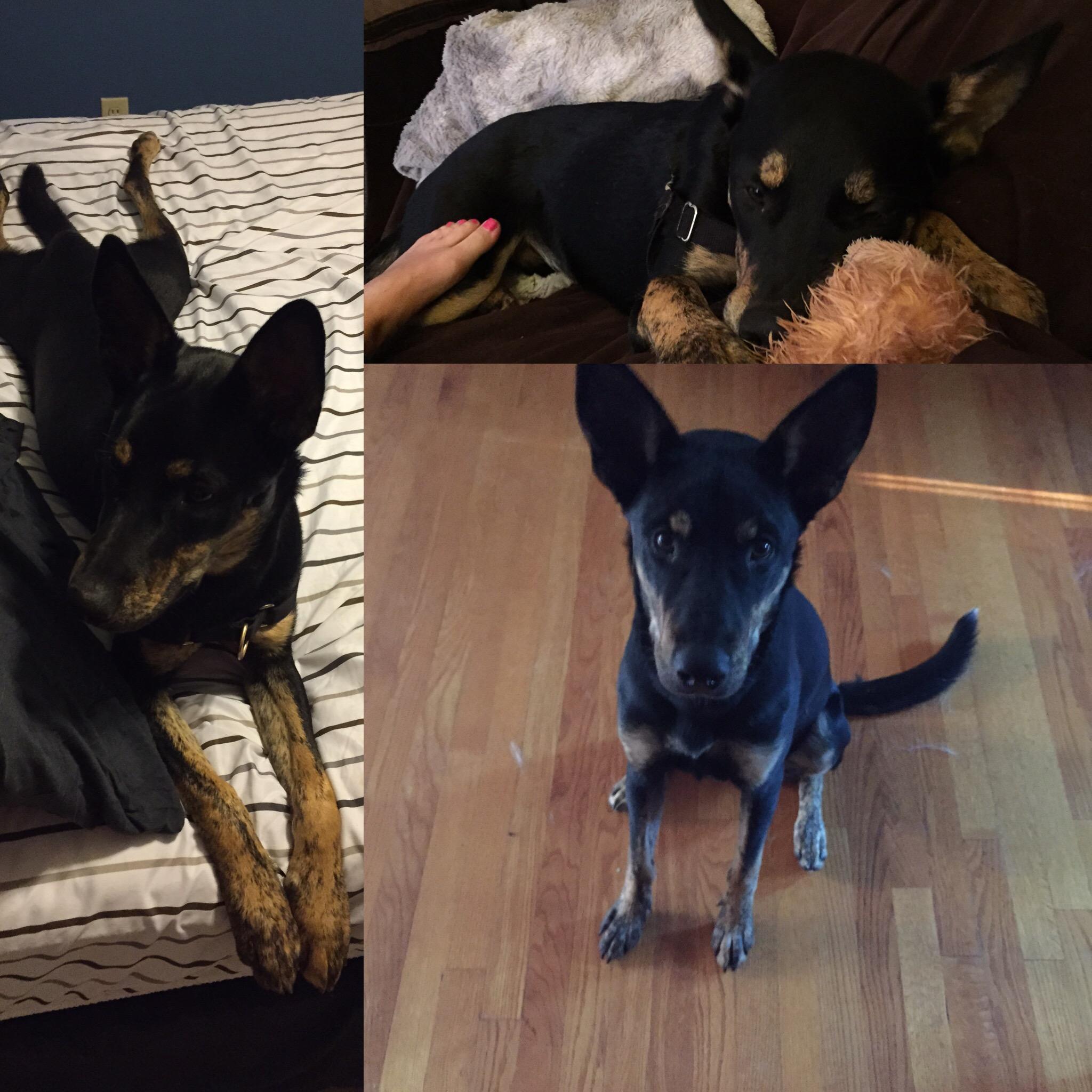 We randomly became pup parents without notice.  Just look at those ears!