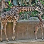 LA Zoo