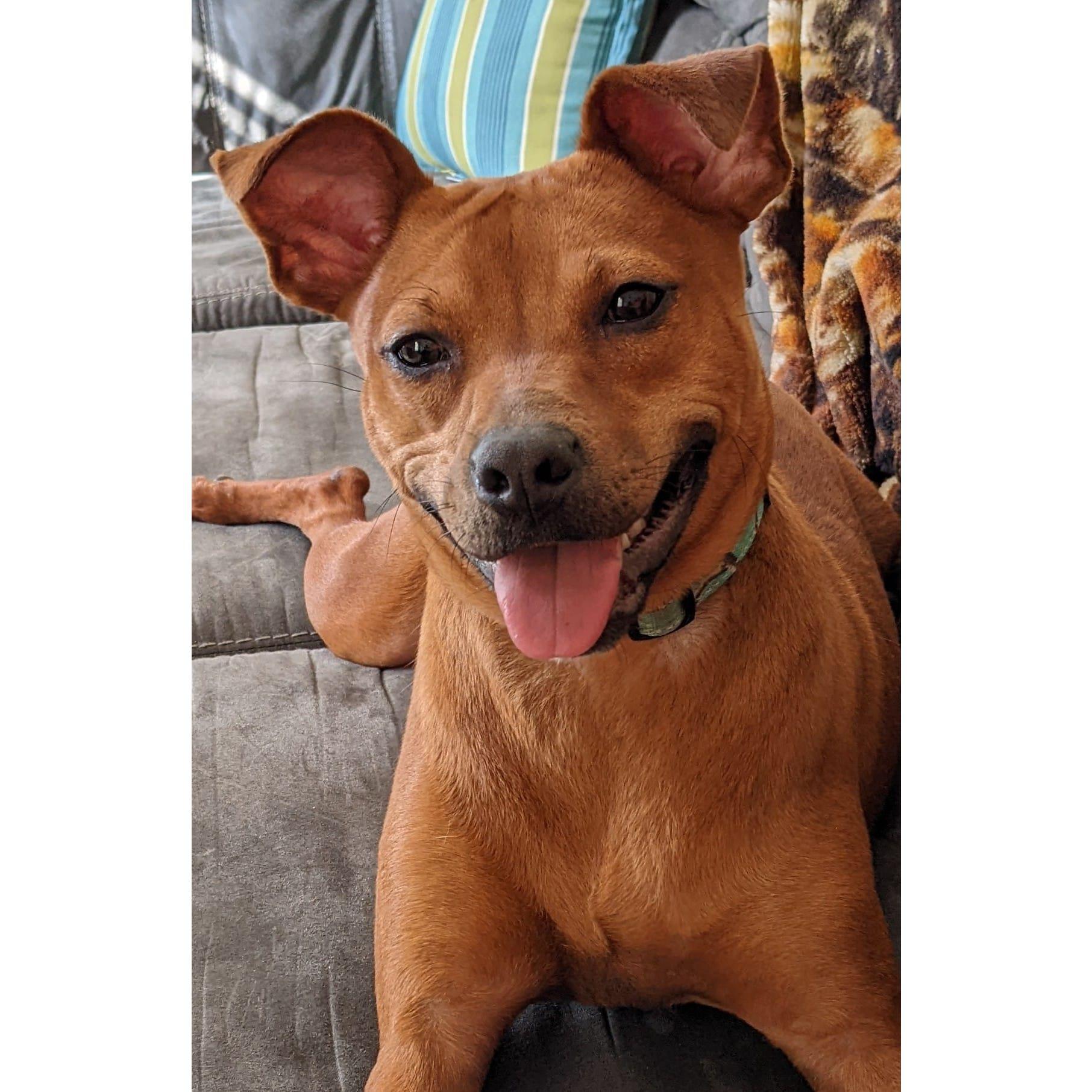 Missy girl - Robby's pooch - the 3rd of our pooches