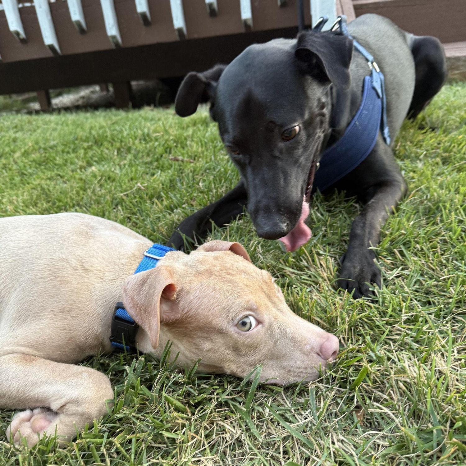 We became a family of 4