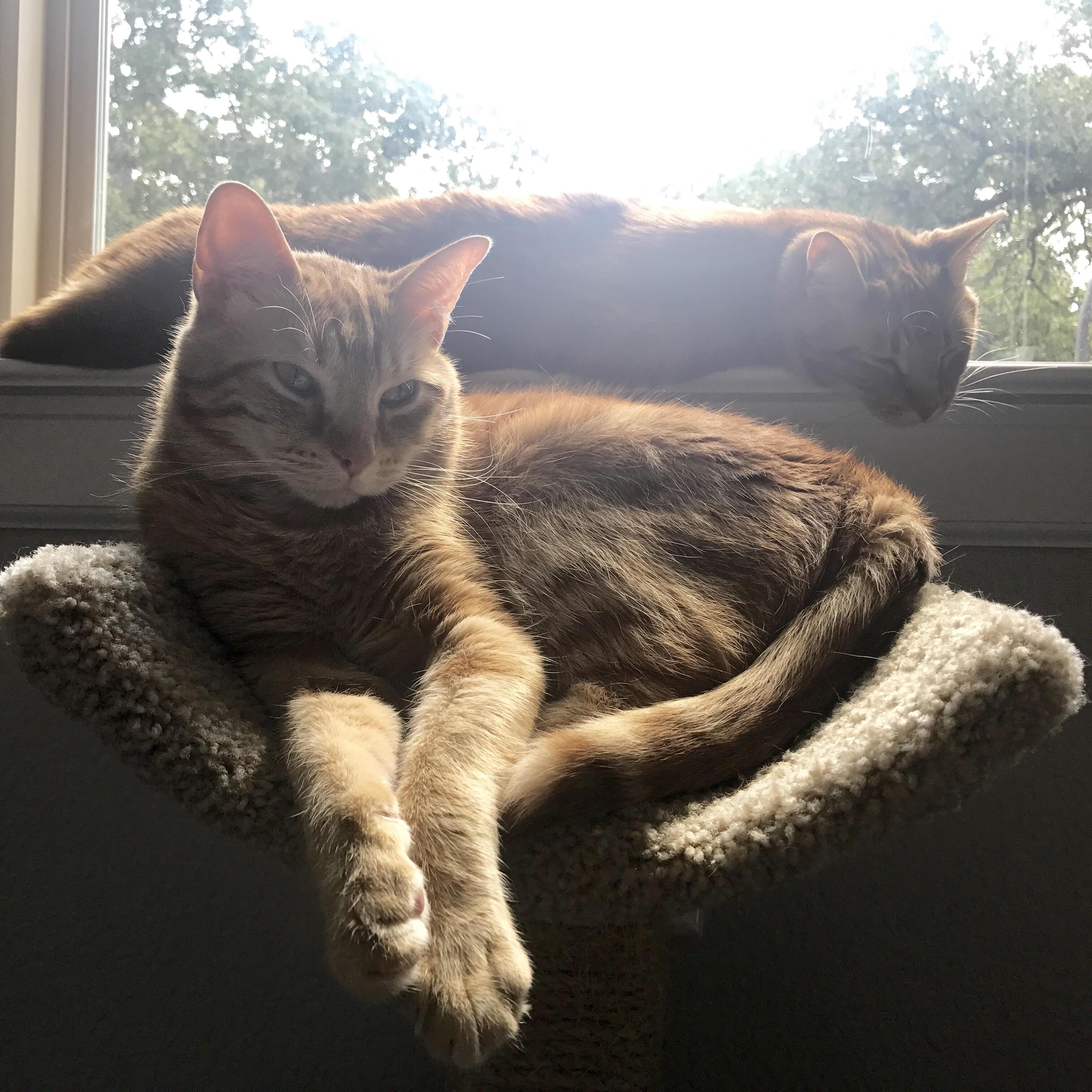 Fur babies.