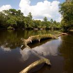 Givhans Ferry State Park