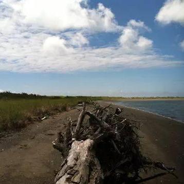 The tree where Brayden proposed in Ocean Shores. After a mile walk and forgetting to bring our kites we sat down and promised eachother forever.