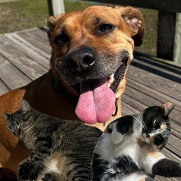 Pet Fund