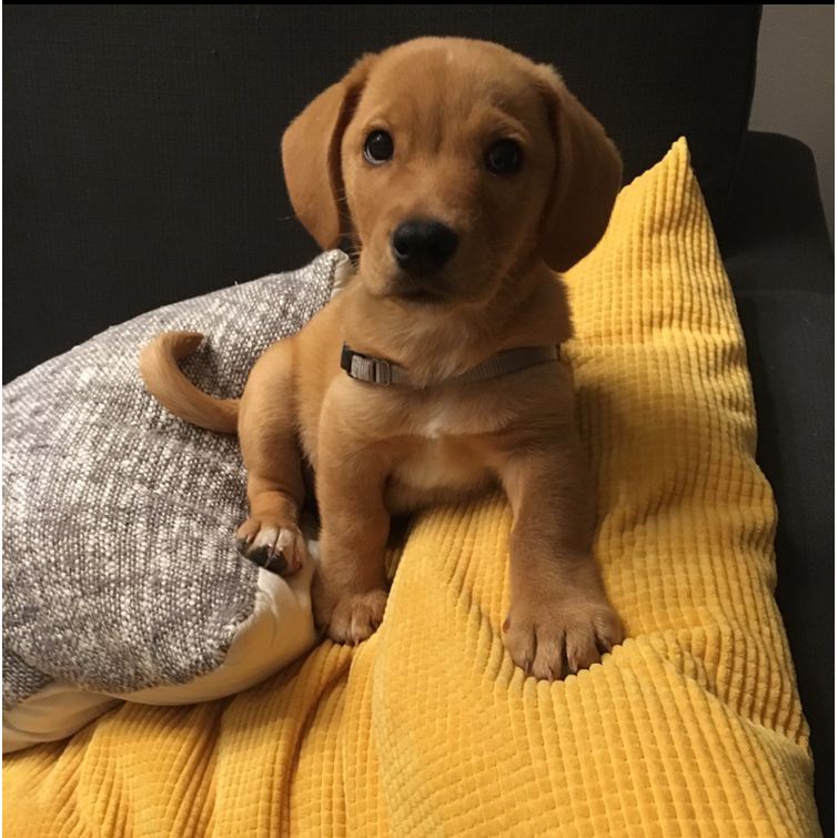 Leo, our second addition 💙 - July, 2016