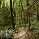 Forest Park