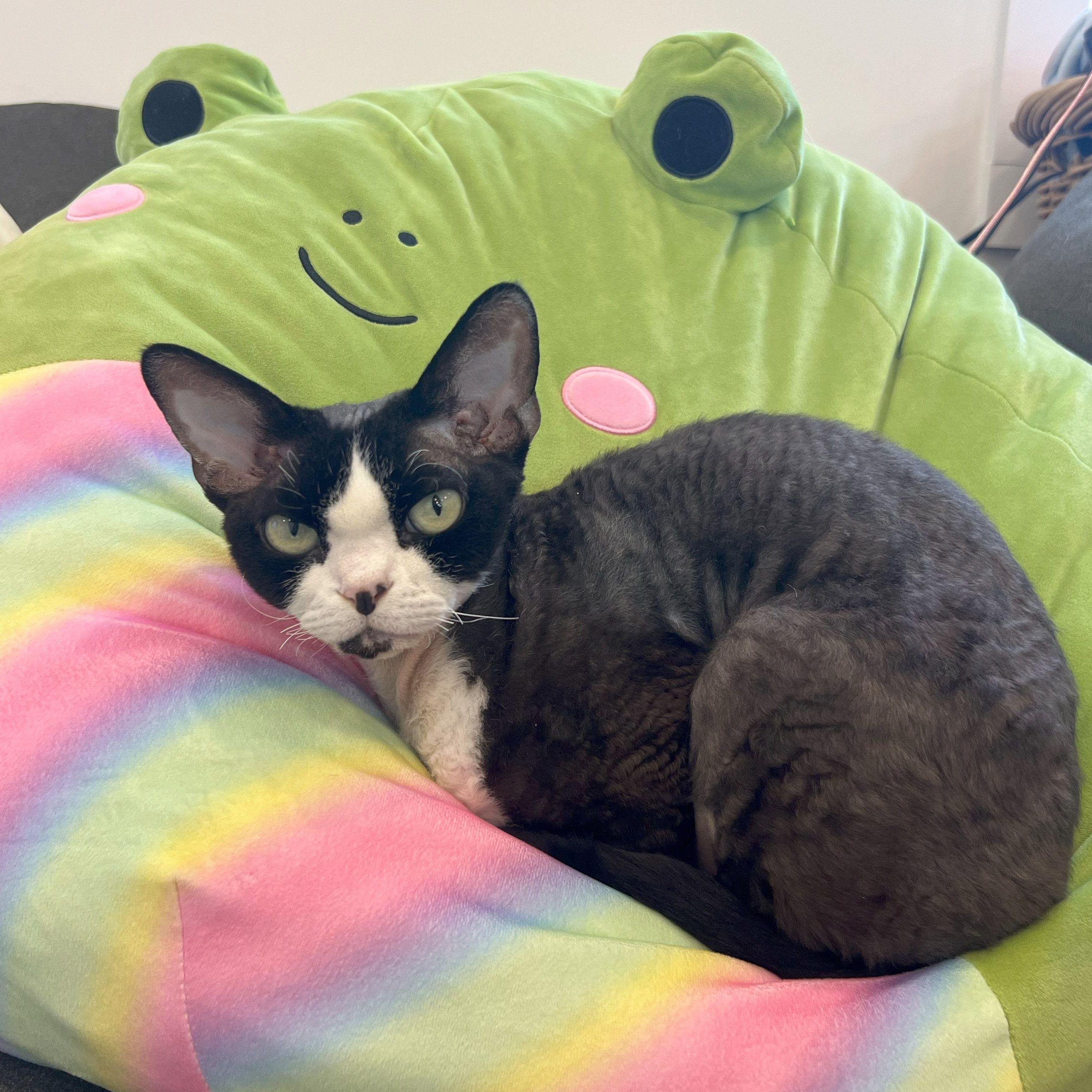 Neeko! How did you get in here?