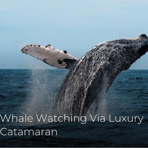 Honeymoon Whale Watching