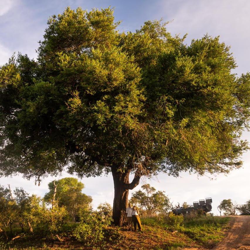 Love under a tree