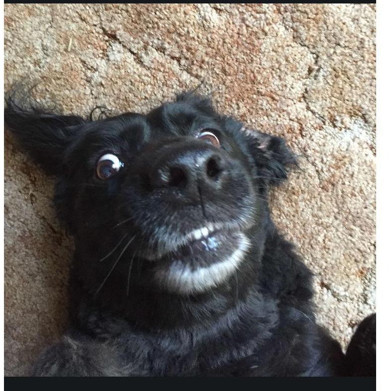 Proof of the snaps Brady would send Sofia of his dogs, this one is Joy