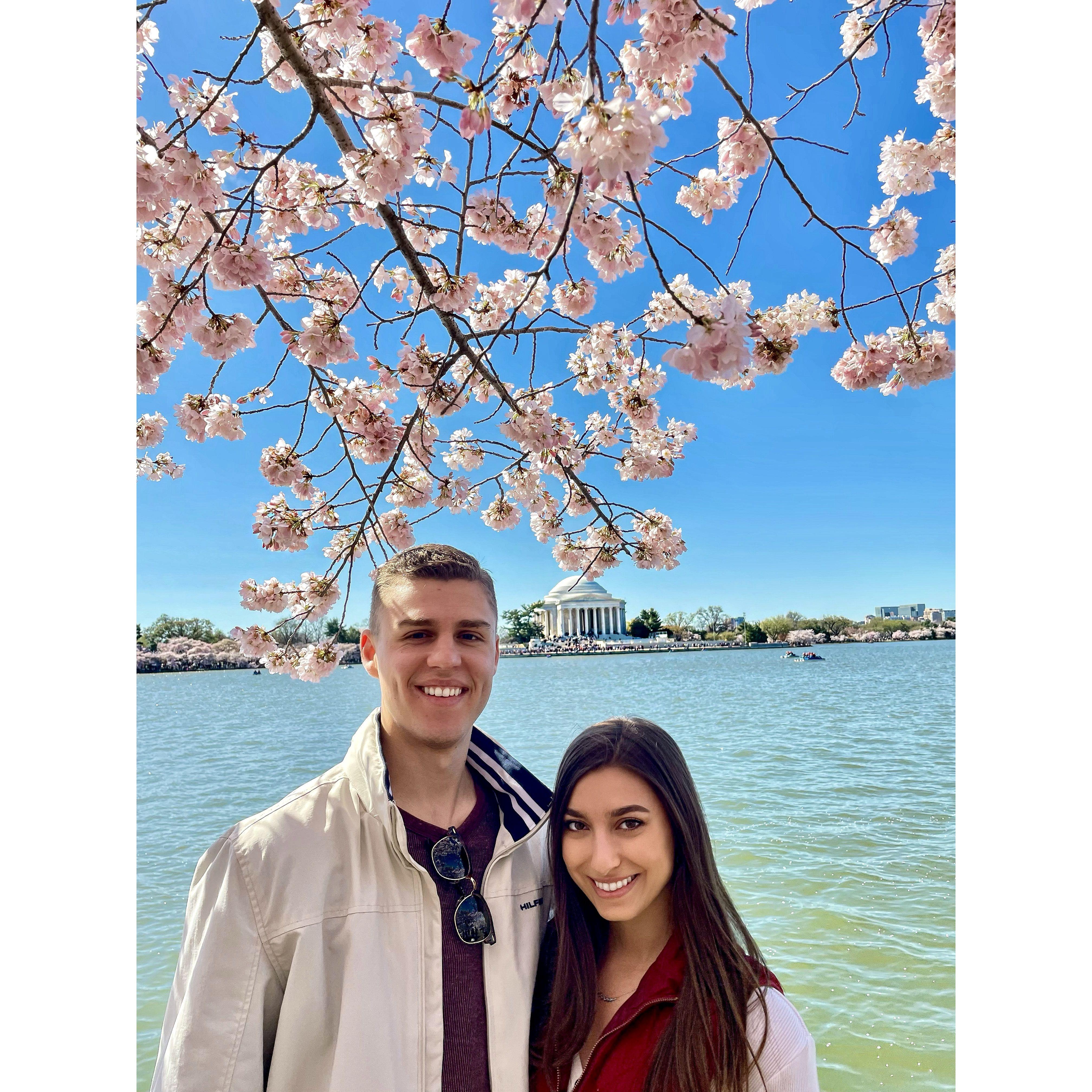 Cherry blossom trees in DC 3.26.2023