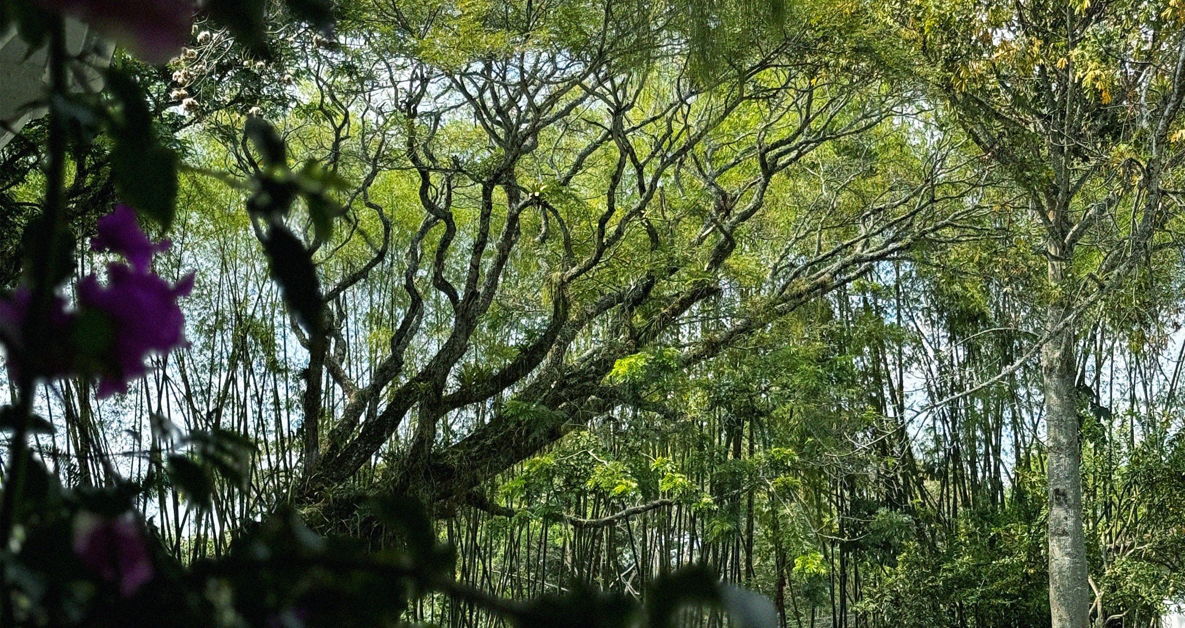 The Wedding Website of Maria Camila Tirado Arbelaez and Daniel Cuellar Montes