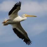 Pelican Island National Wildlife Refuge