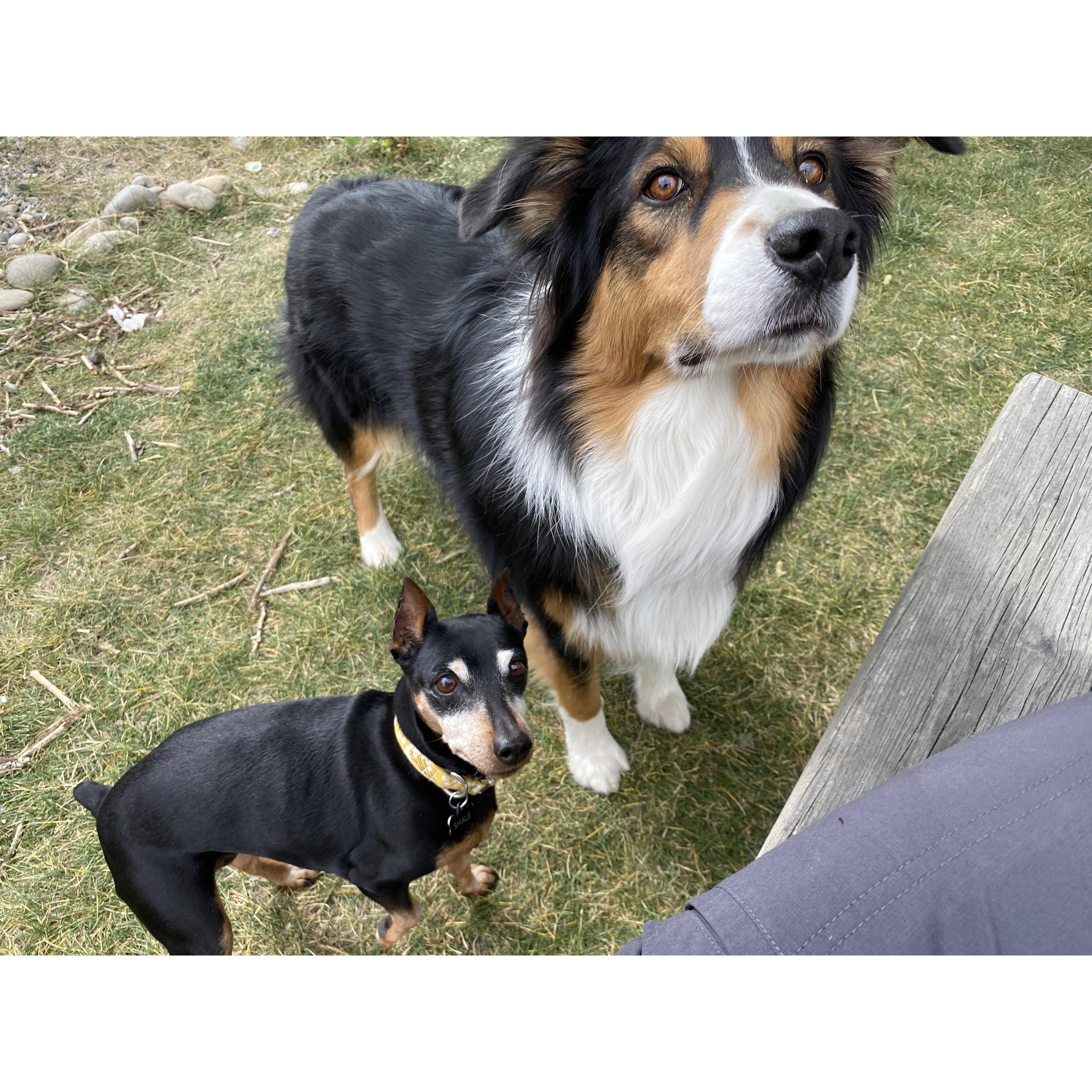 One of the few photos of our dogs, Kip and Shayla, together!