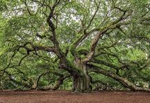 Angel Oak Tree