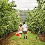 Cherry Hill Orchard