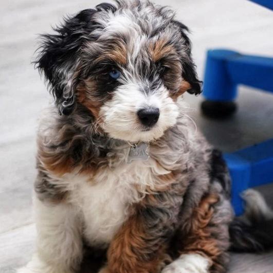 Our Bernedoodle