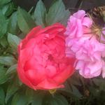 Lewis Ginter Botanical Garden