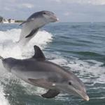 Dolphin Boat Cruise