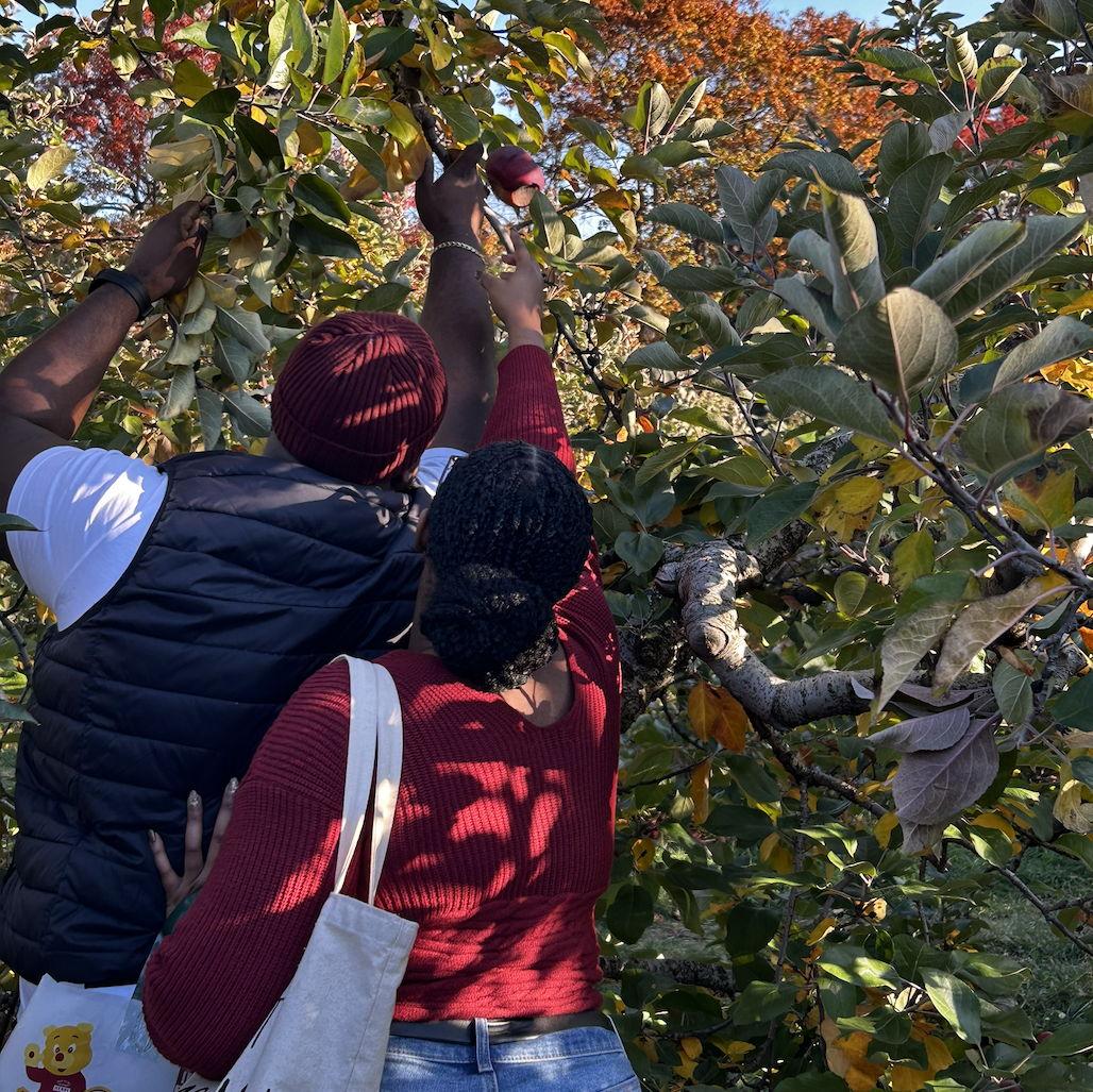 Apple picking at Honeypot Farms #Fall2024