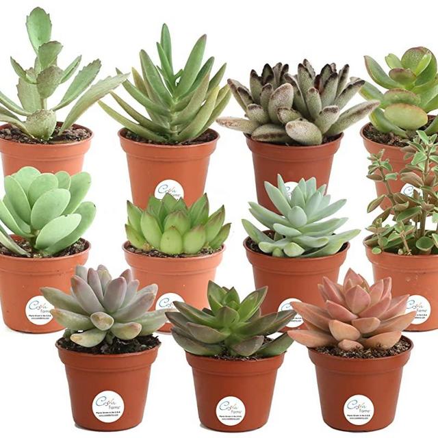 Costa Farms Unique Succulents Indoor Plants 11-Pack, Grower's Choice, 2-Inches Tall