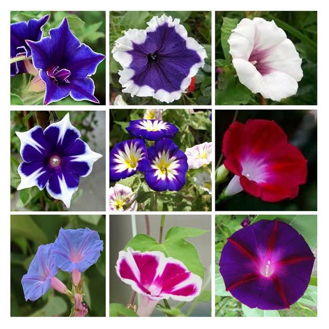 200+ Morning Glory Seeds for Planting, Mixed Color Ipomoea Nil Seeds Heirloom Vine, High Germination Rate Open Pollinated Seeds