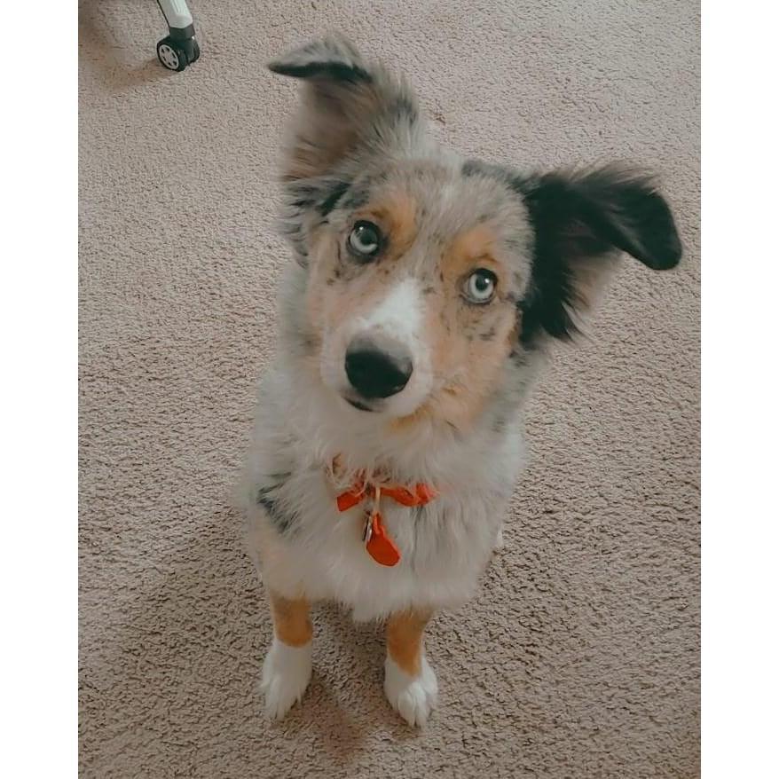 Our Sweet Girl: Khione
We Miss You so Much Girl. We hope you're watching over us.