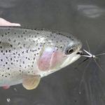 Yellowstone Country Fly Fishing
