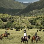 Horseback Walking Tour