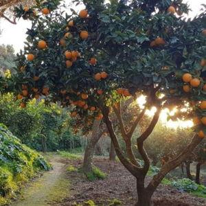 Fruit Tree Planted in Your Honor