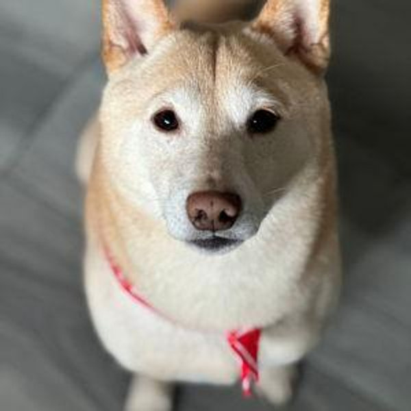 Yasha's Fund